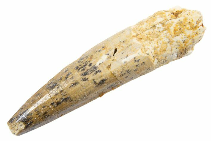 Fossil Spinosaurus Tooth - Real Dinosaur Tooth #345559
